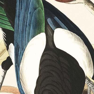 Yellow-Billed Magpie, Stellers Jay, Ultramarine Jay, Clark's Crow by John James Audubon, 1827