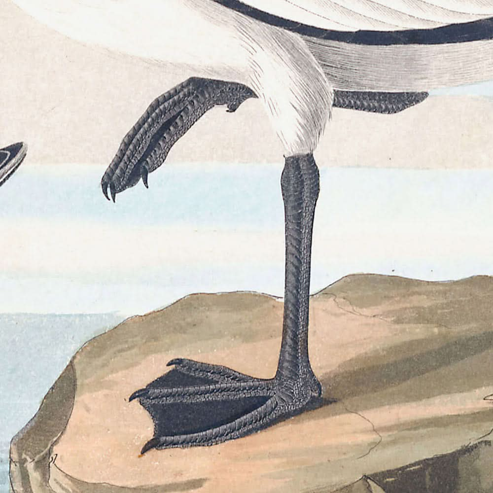 Gaviota de cola bifurcada, de John James Audubon, 1827