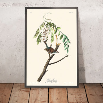 Passero di Chipping di John James Audubon, 1827 
