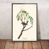 Sperling von John James Audubon, 1827 