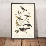 Little Tyrant Flycatcher, Small-headed Flycatcher, Blue Mountain Warbler, Bartram's Vireo, Short-legged Pewee, Rocky Mountain Fly-catcher by Audubon, 1827