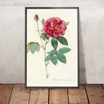 A framed image of Apothecary’s Rose (Rosa gallica officinalis) by Pierre Joseph Redouté, 1817