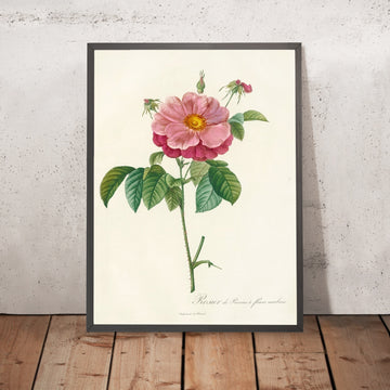A framed image of Gallic Rose (Rosa gallica flore marmoreo) by Pierre Joseph Redouté, 1817
