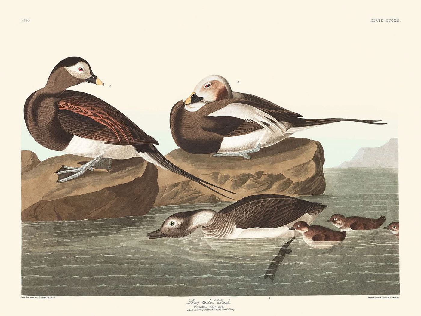 Langschwänziger Enten durch John James Audubon, 1827 