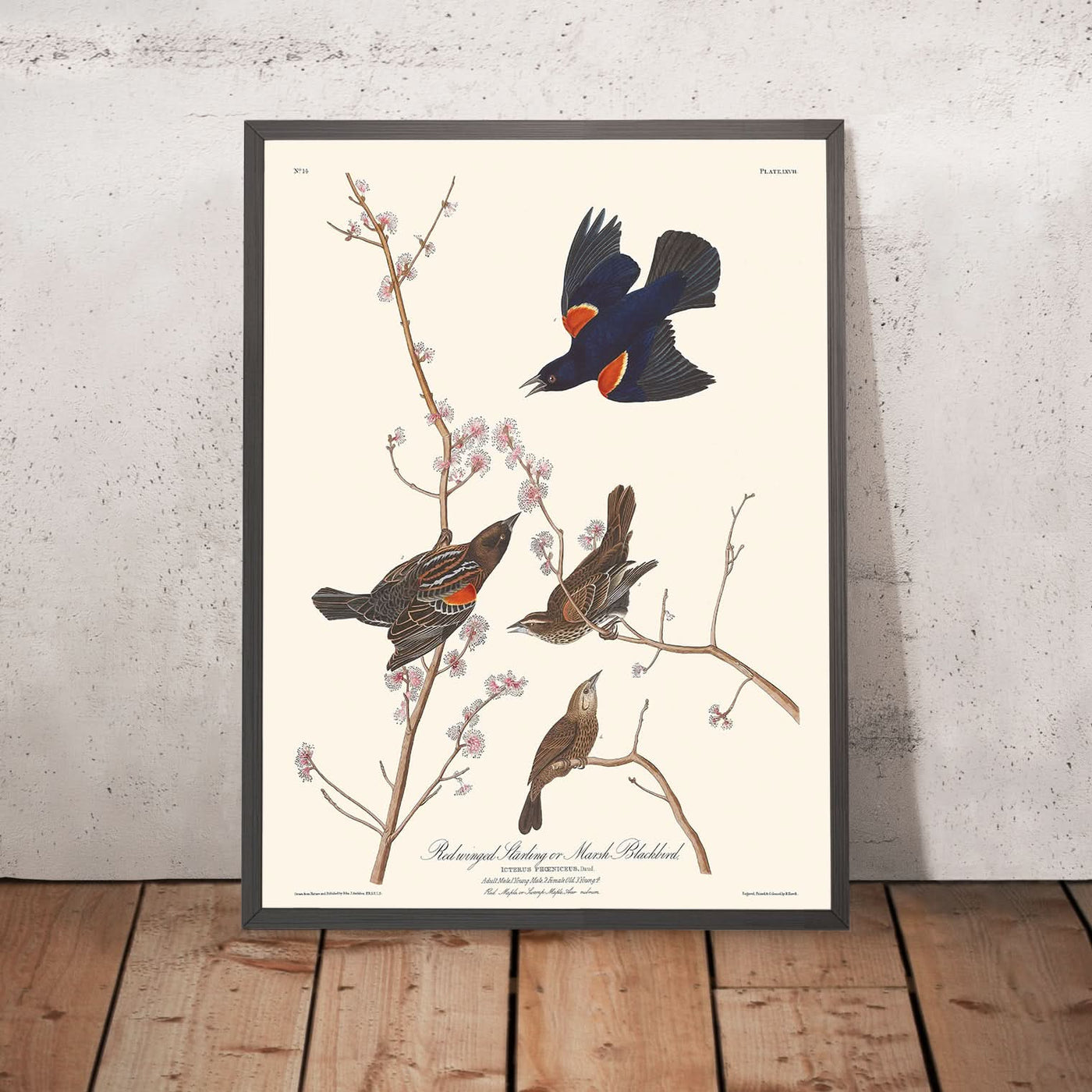 Red Winged Starling (Marsh Blackbird) by John James Audubon 1827