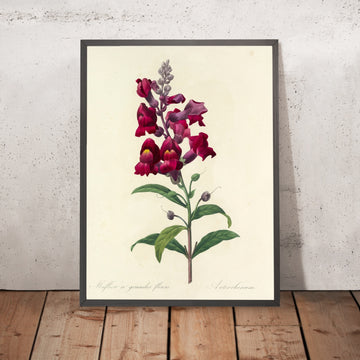 A framed image of Snapdragon (Antirrhinum, Plate 49) by Pierre Joseph Redouté, 1827