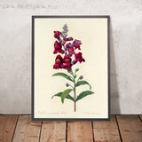 Snapdragon (Antirrhinum, Plate 49) by Pierre Joseph Redouté, 1827