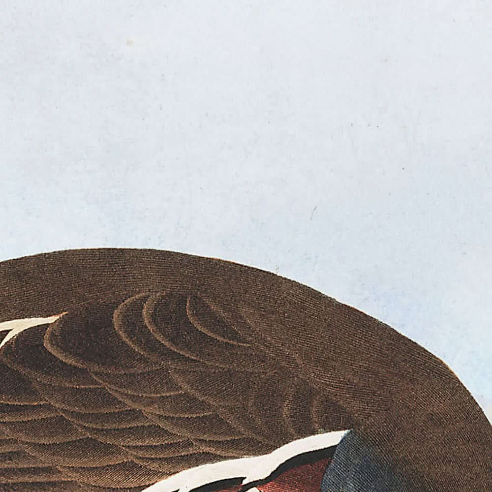 Gefiedertes Rebhuhn und Dickbeiniges Rebhuhn von John James Audubon, 1827