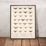 Moths (Lepidoptera-Heterocera, Plate 70) by Frederick DuCane Godman, 1879