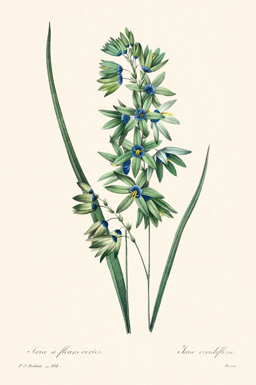 African Corn Lily by Pierre-Joseph Redouté, 1802