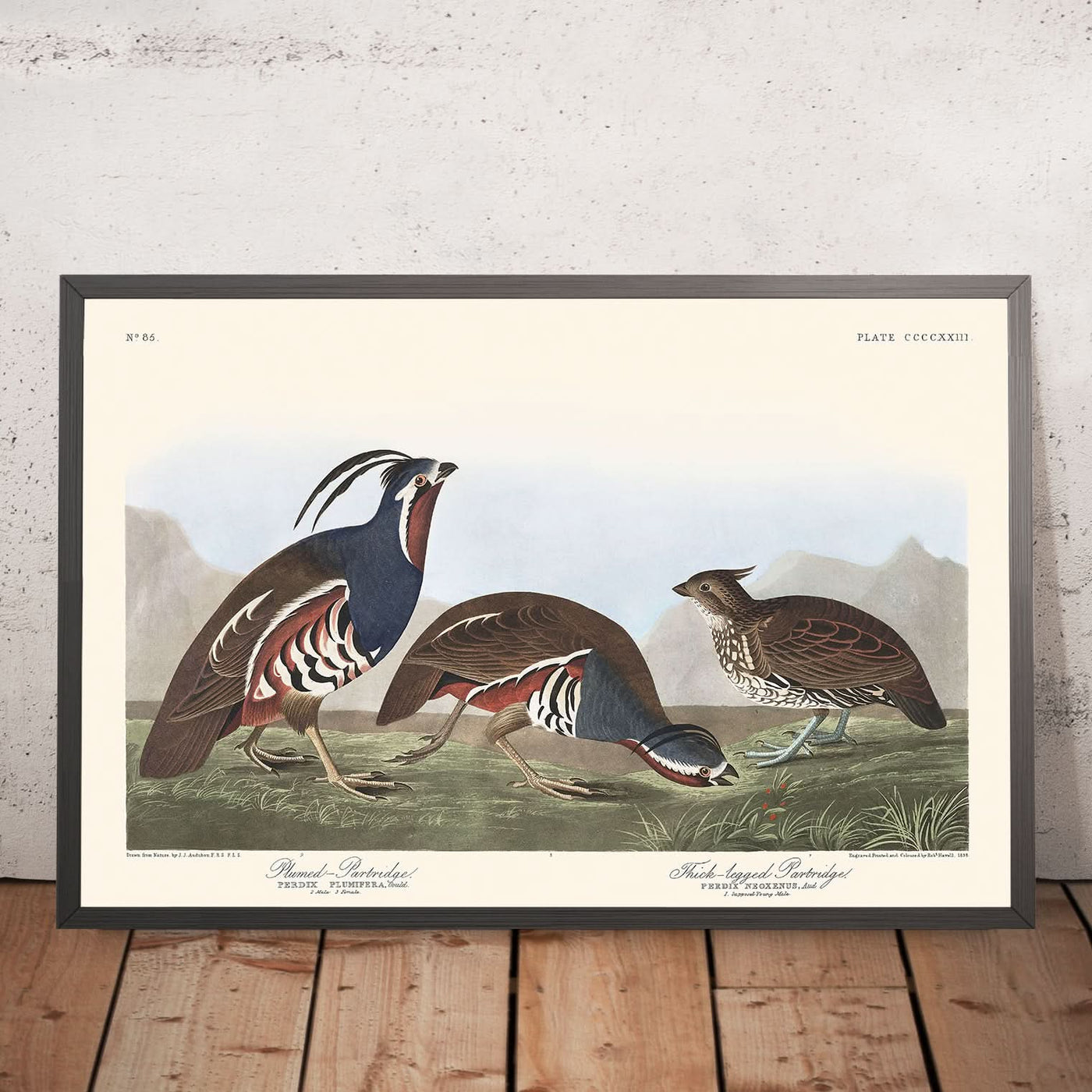 Gefiedertes Rebhuhn und Dickbeiniges Rebhuhn von John James Audubon, 1827