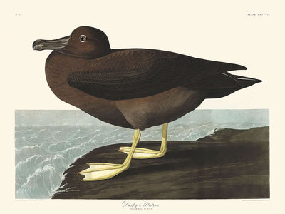 Dusky Albatros von John James Audubon, 1827