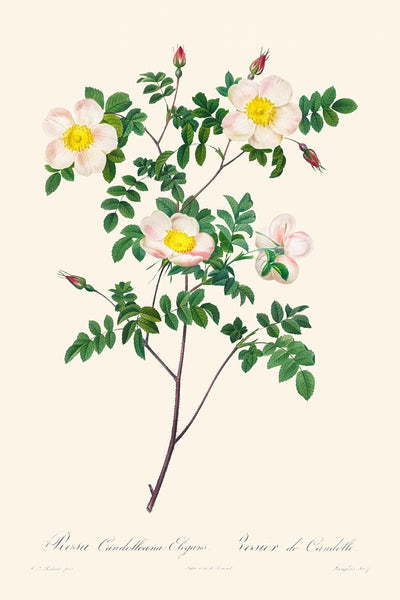 Rosa Candolleana Elegans by Pierre-Joseph Redouté, 1817