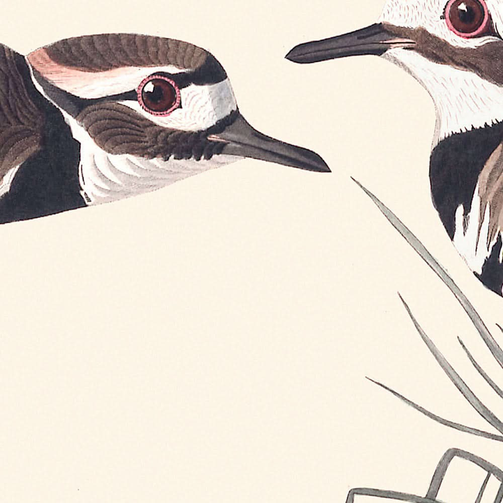 Kildeer Plover by John James Audubon, 1827