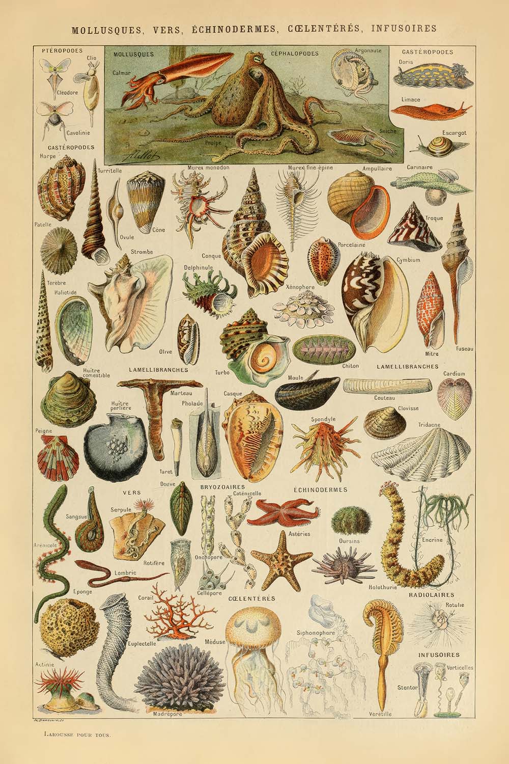 Molluscs, Worms, Echinodermes and Jellyfish by Adolphe Millot 1890