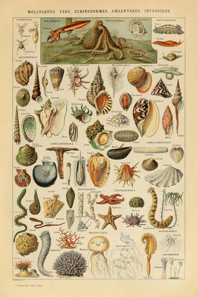 Molluscs, Worms, Echinodermes and Jellyfish by Adolphe Millot 1890