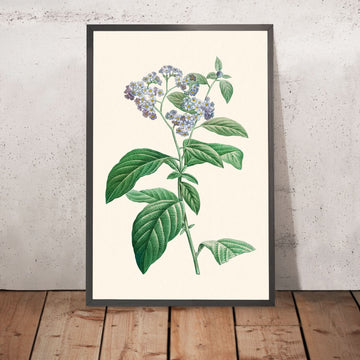 Vergissmeinnicht von Pierre-Joseph Redouté, 1802 