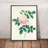 Rosa indica Grande Indienne (Plate 91) by Pierre Joseph Redouté, 1827
