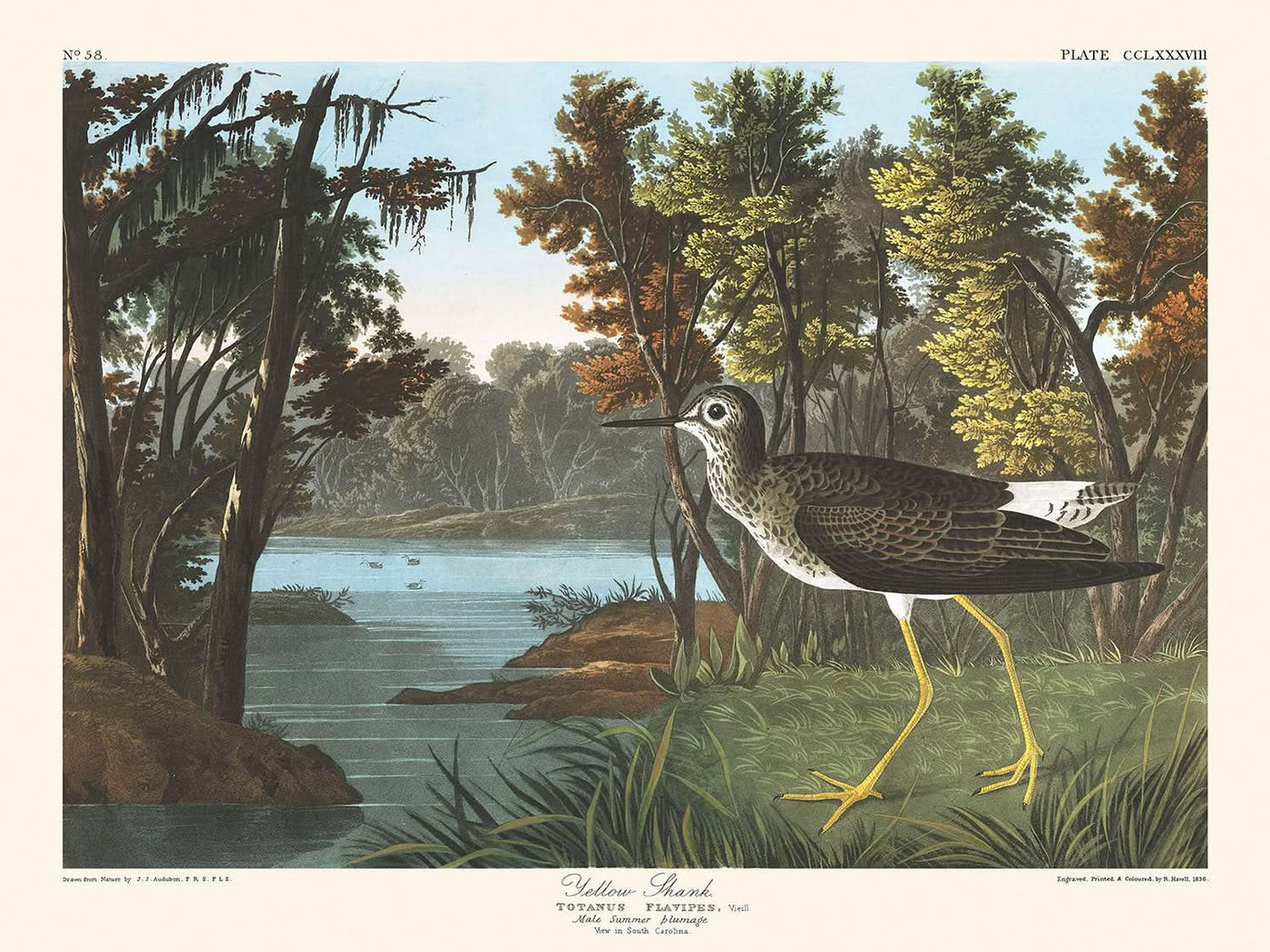 Gelber Stelzvogel von John James Audubon, 1827 