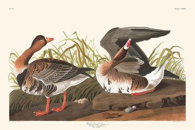 White-fronted Goose by John James Audubon, 1827