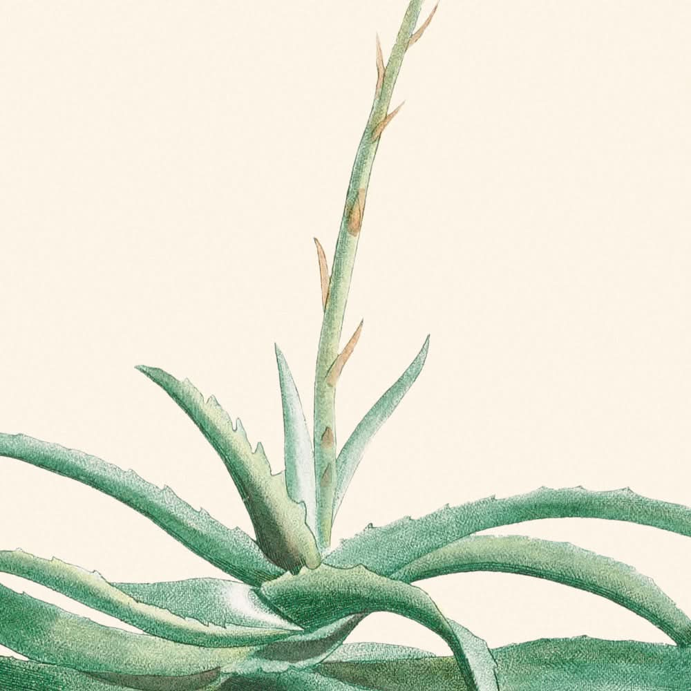 Candelabra Aloe by Pierre-Joseph Redouté, 1802