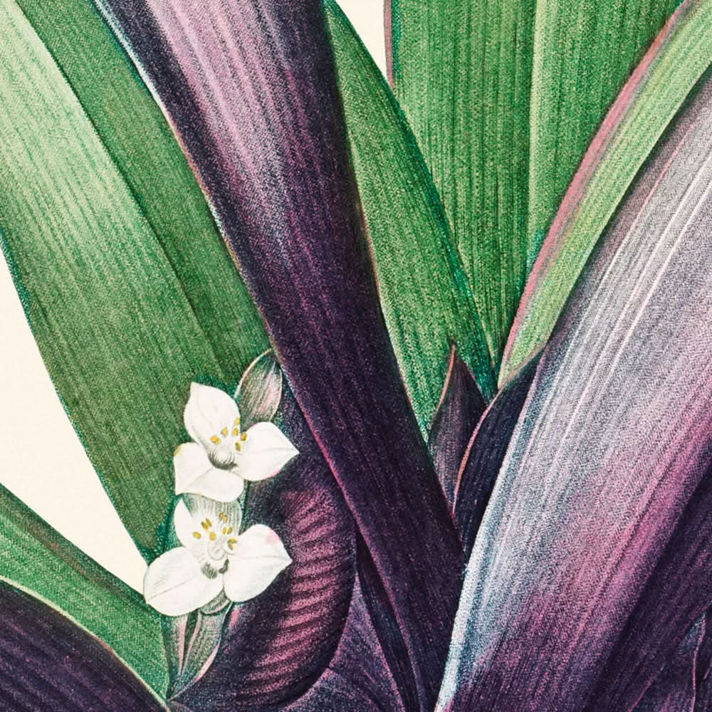 Tradescantia Discolor by Pierre-Joseph Redouté, 1802