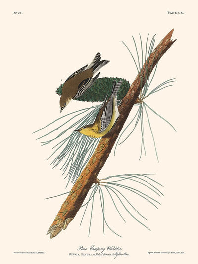 Curruca rastrera de pino, de John James Audubon, 1827