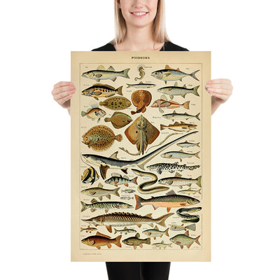 Fish by Adolphe Millot, 1890