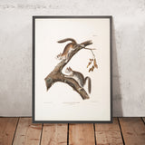 Downy Squirrel (Sciurus Lanigunosus) by John Woodhouse Audubon, 1845