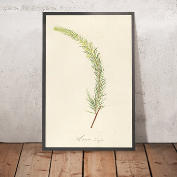A framed image of Acacia longifolia (Plate 19) by Pierre Joseph Redouté, 1813