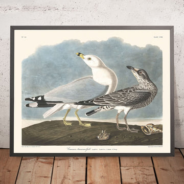 Goéland américain commun (Goéland) par John James Audubon, 1827 