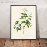 Dog Rose (Rosa rubiginosa Vaillantiana) by Pierre Joseph Redouté, 1817