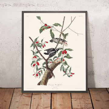 Pic mineur de John James Audubon, 1827