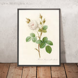 White Moss Rose (Rosa muscosa alba) by Pierre Joseph Redouté, 1817
