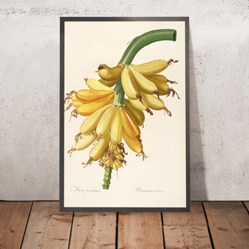 A framed image of Banana (Musa paradisiaca, Plate 23) by Pierre Joseph Redouté, 1805