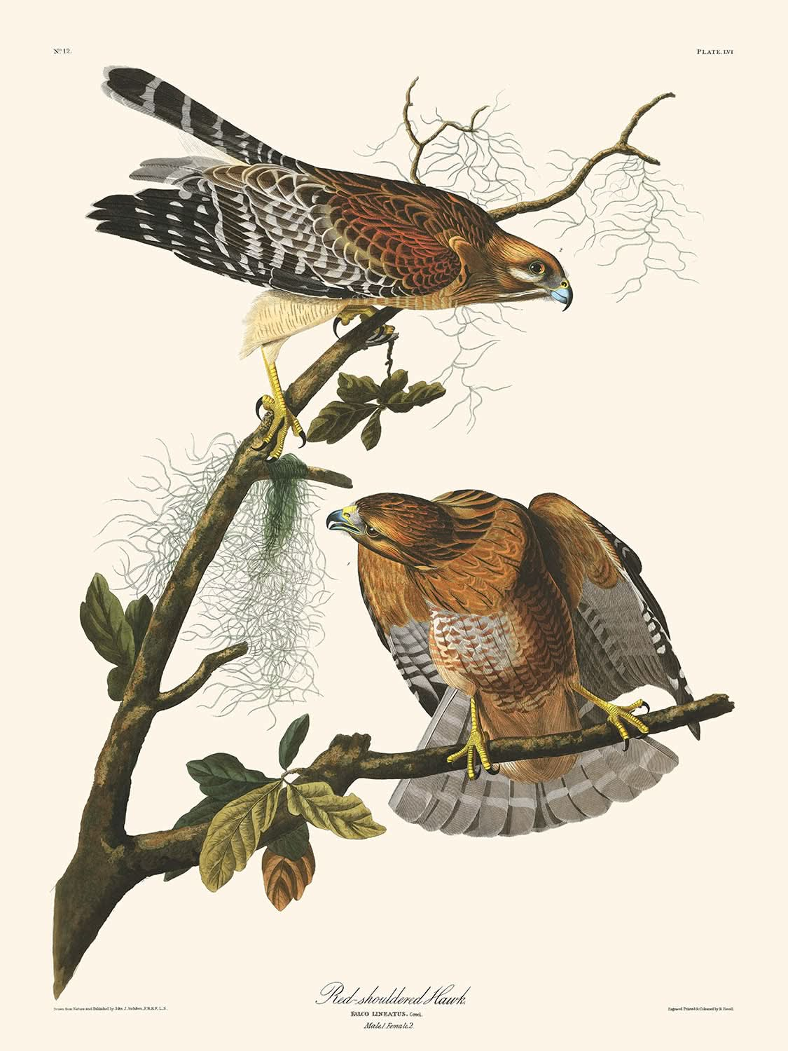 Gavilán de hombros rojos, de John James Audubon, 1827