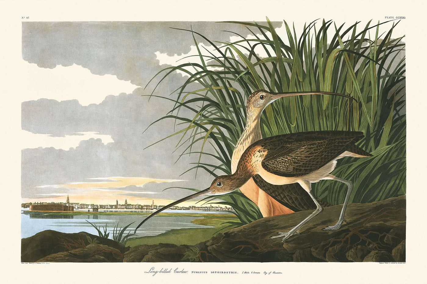 Langschnabel-Brachvogel von John James Audubon, 1827