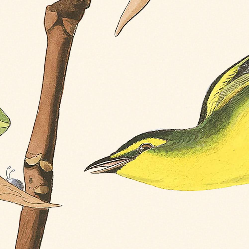 Kentucky-Waldsänger von John James Audubon, 1827