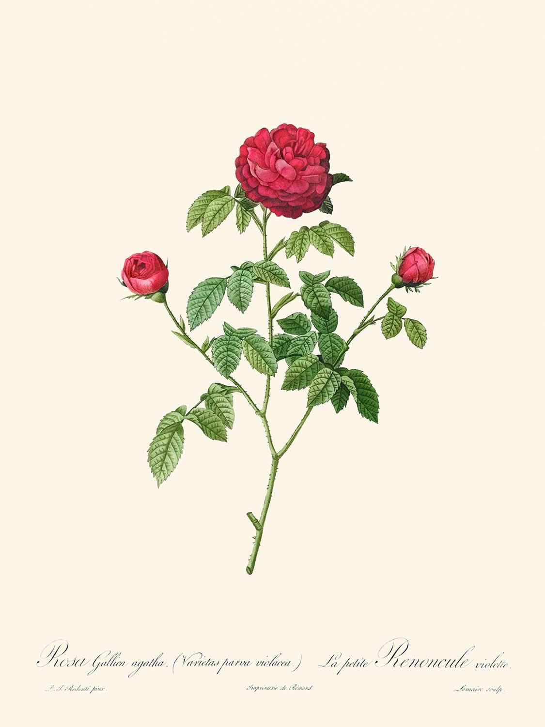 Provence oder Französische Rose von Pierre-Joseph Redouté, 1817