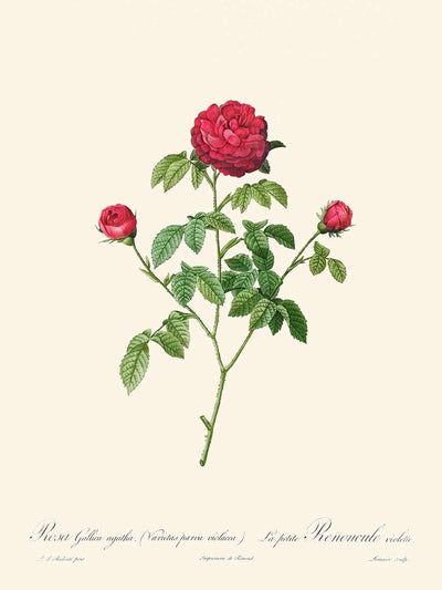 Provence oder Französische Rose von Pierre-Joseph Redouté, 1817 