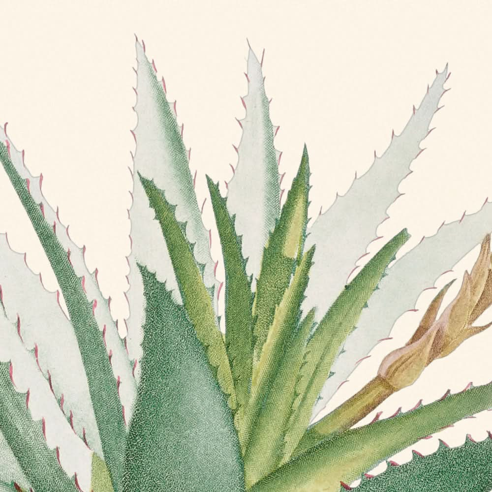 Aloe Glauca Miller von Pierre-Joseph Redouté, 1802