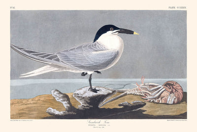 Sandwich Tern by John James Audubon, 1827