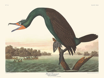 Florida-Kormoran von John James Audubon, 1827 