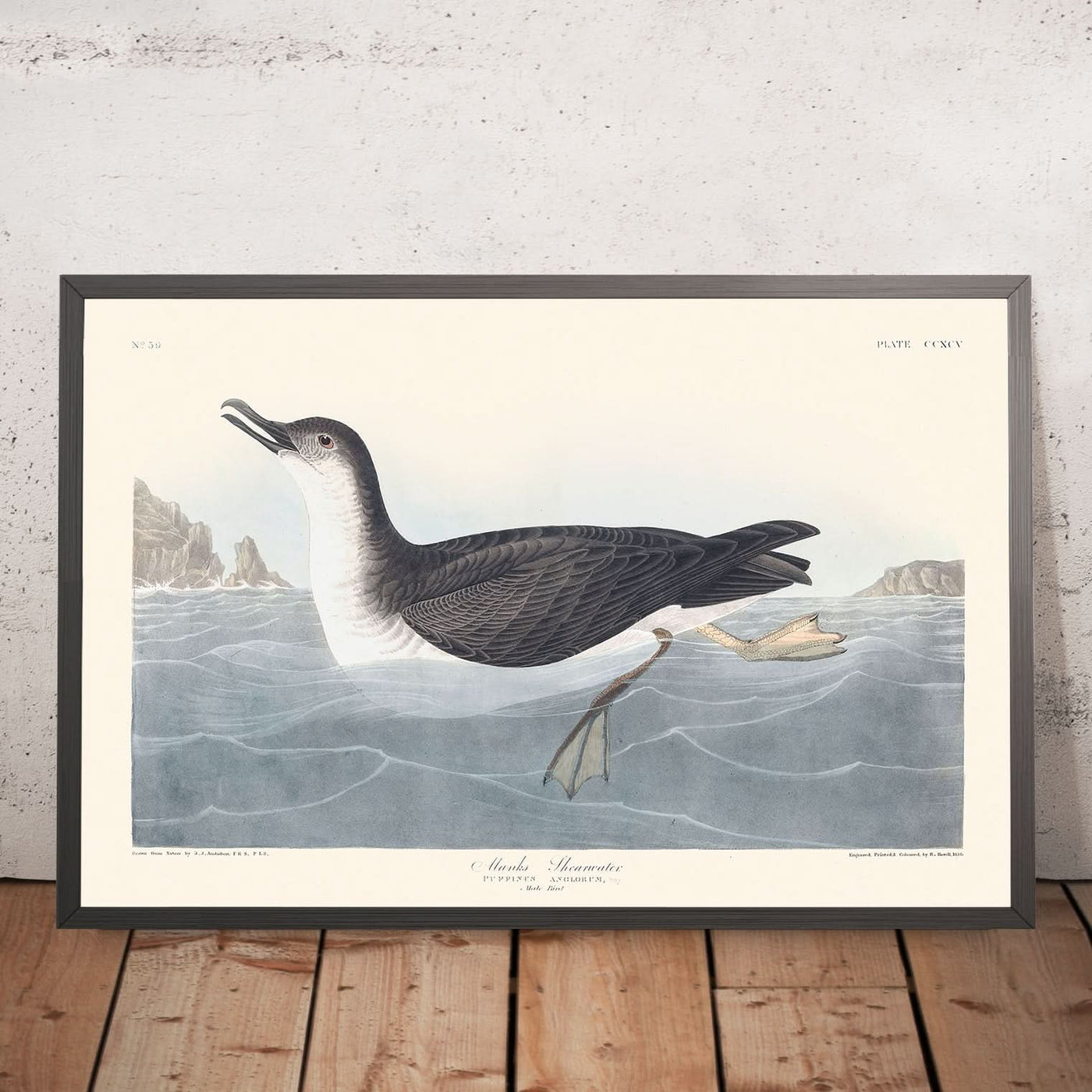 Manks Shearwater von John James Audubon, 1827