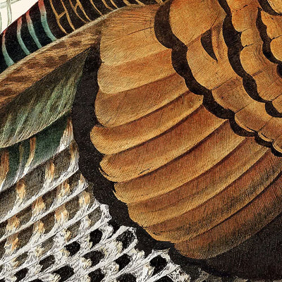 Wilder Truthahn von John James Audubon, 1827