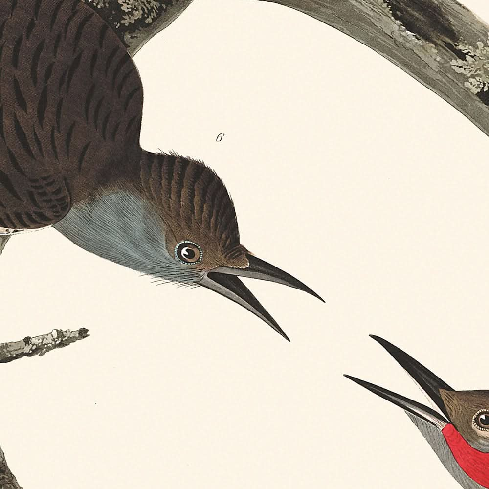 Hairy Woodpecker, Red-bellied Woodpecker, Red-shafted Woodpecker, Lewis' Woodpecker, Red-breasted Woodpecker by Audubon, 1827