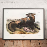 American Cross-Fox (Canis (Vulpes) fulvus) by John Woodhouse Audubon, 1845