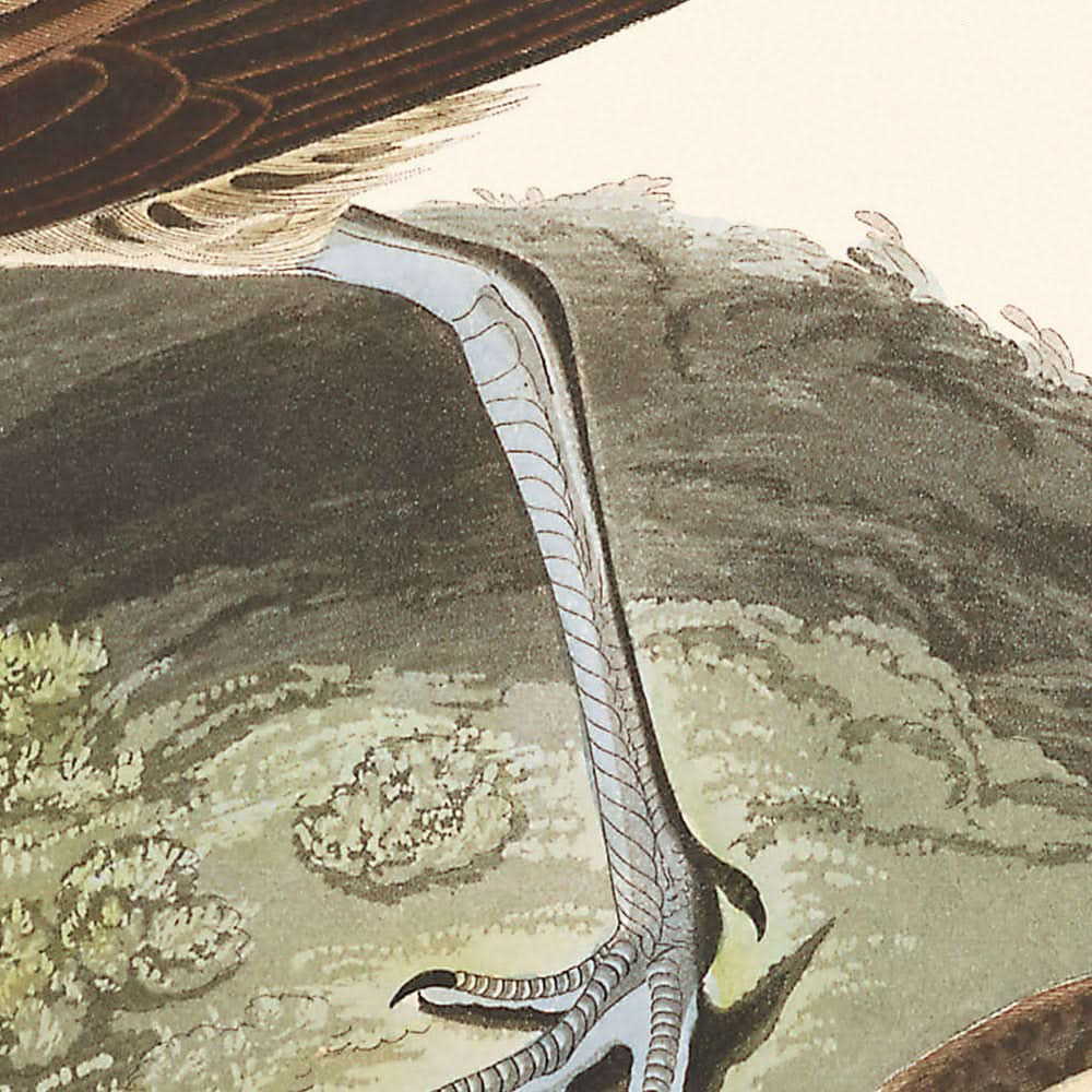 Zarapito esquimal, de John James Audubon, 1827