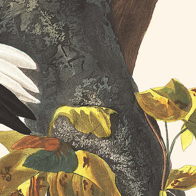 Three-toed Woodpecker by John James Audubon, 1827