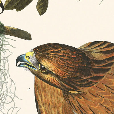 Red-shouldered Hawk by John James Audubon, 1827